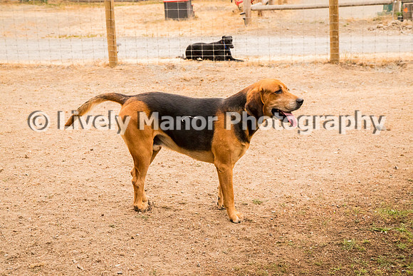 Hounds_0222