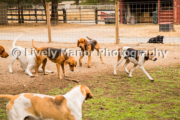 Hounds_0230