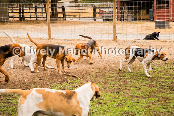 Hounds_0231