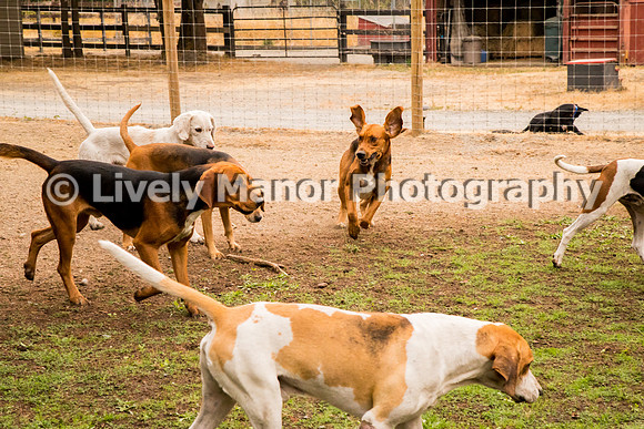 Hounds_0232