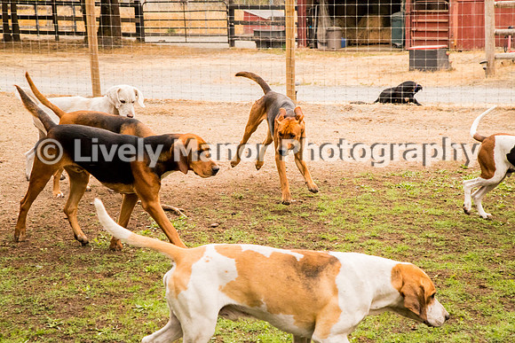 Hounds_0233