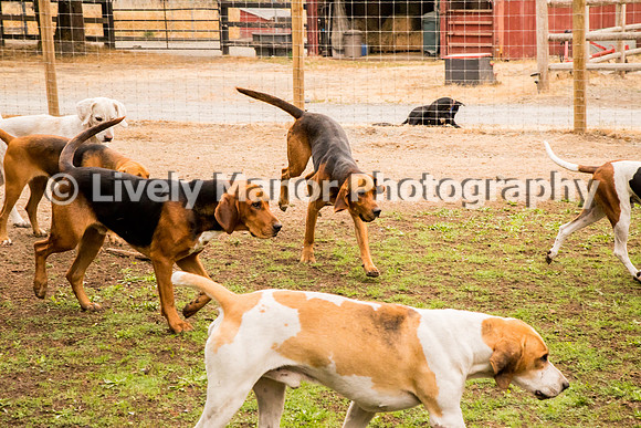 Hounds_0234