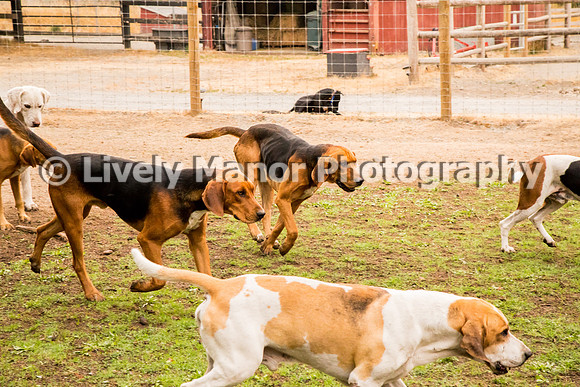 Hounds_0235