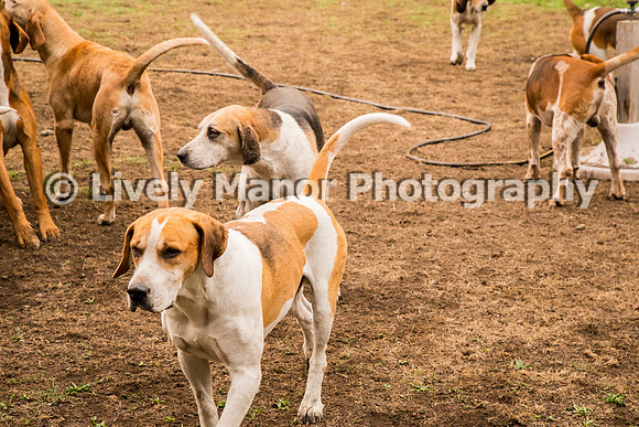 Hounds_0238