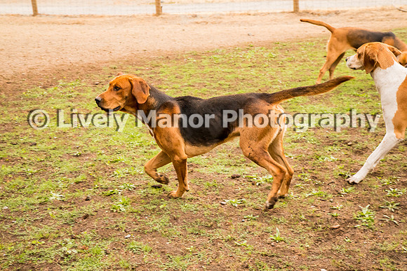 Hounds_0241