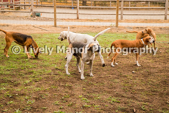 Hounds_0242