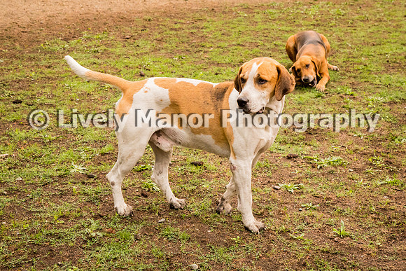 Hounds_0245