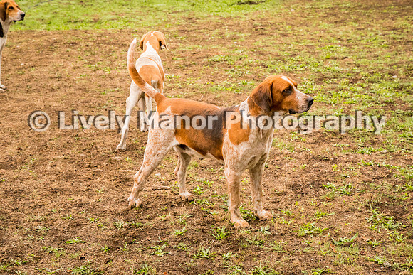Hounds_0250