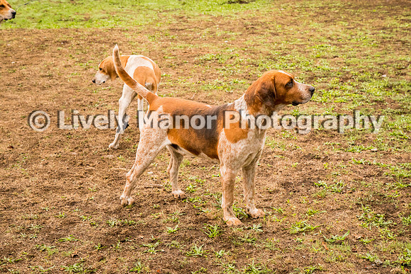 Hounds_0252