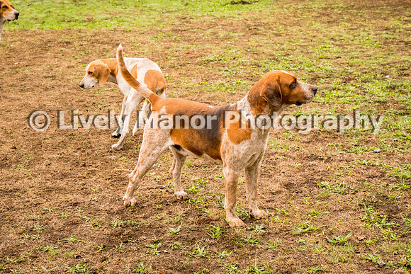 Hounds_0253