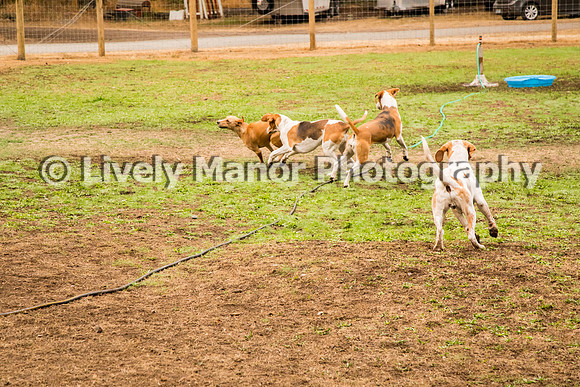 Hounds_0261
