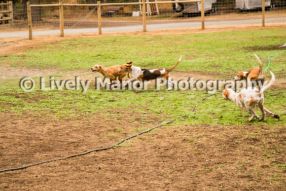 Hounds_0262