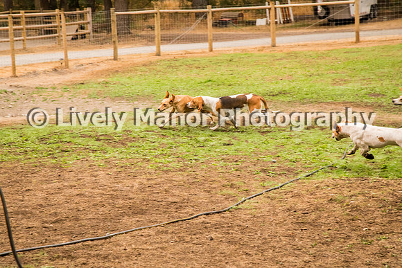 Hounds_0263