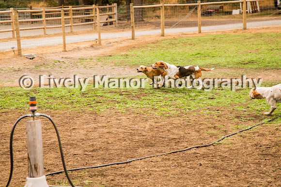 Hounds_0264