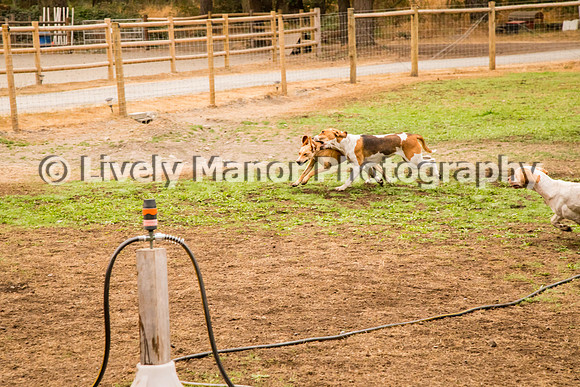 Hounds_0265