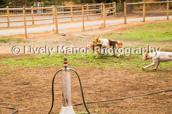 Hounds_0266