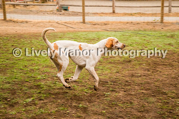 Hounds_0272