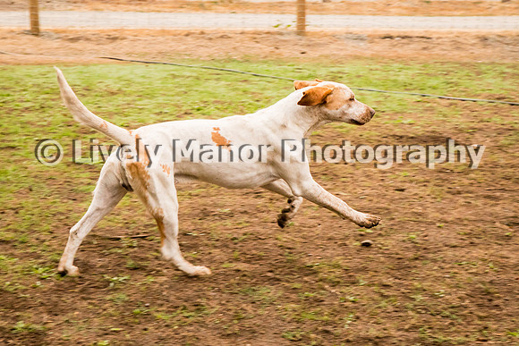 Hounds_0273