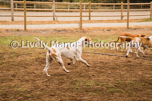 Hounds_0276