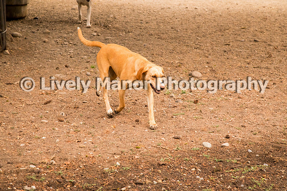 Hounds_0280