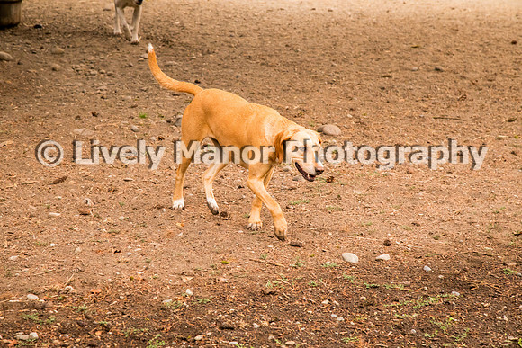 Hounds_0281