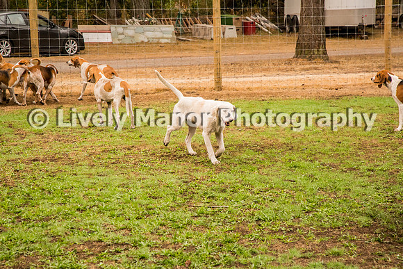 Hounds_0284