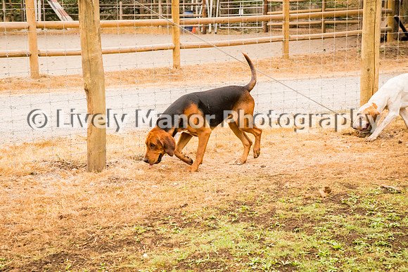 Hounds_0297