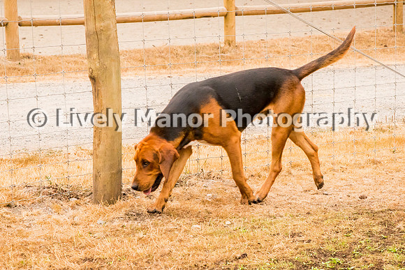Hounds_0298