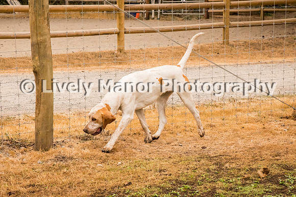 Hounds_0301