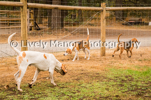 Hounds_0303