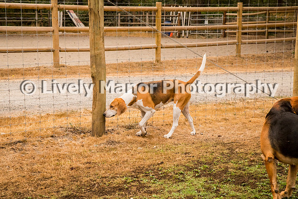Hounds_0305