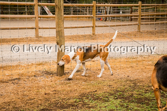 Hounds_0306