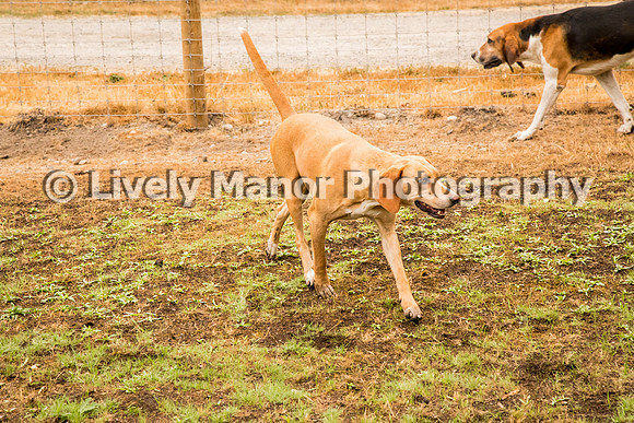 Hounds_0317