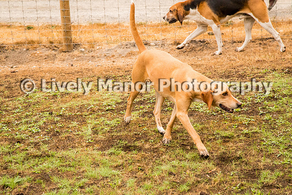 Hounds_0319