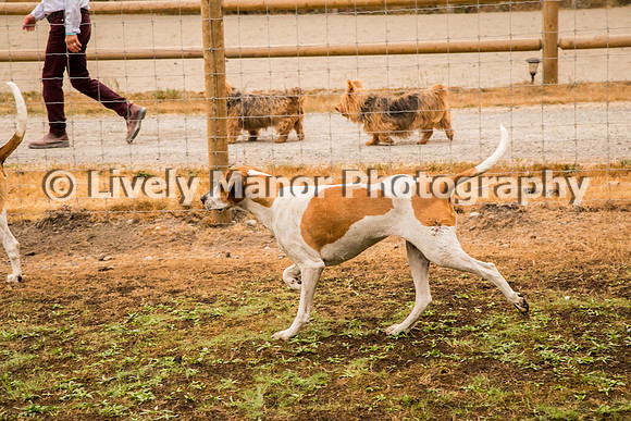 Hounds_0321