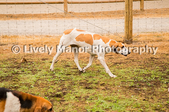 Hounds_0324