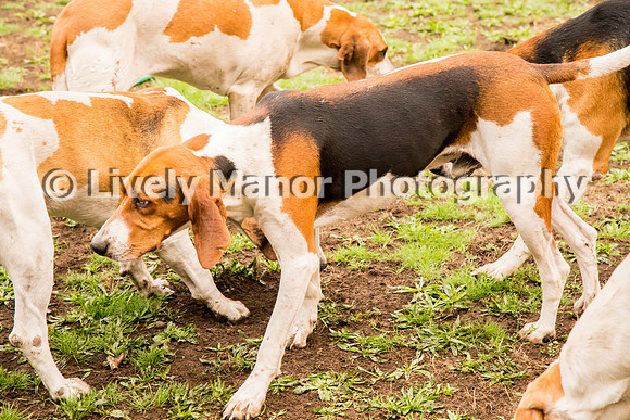 Hounds_0335