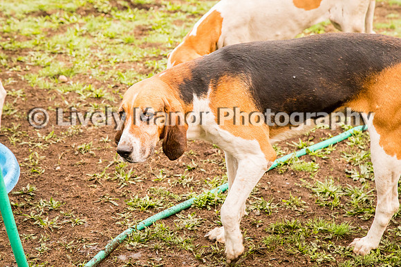 Hounds_0337