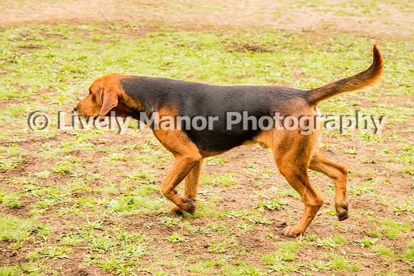 Hounds_0341