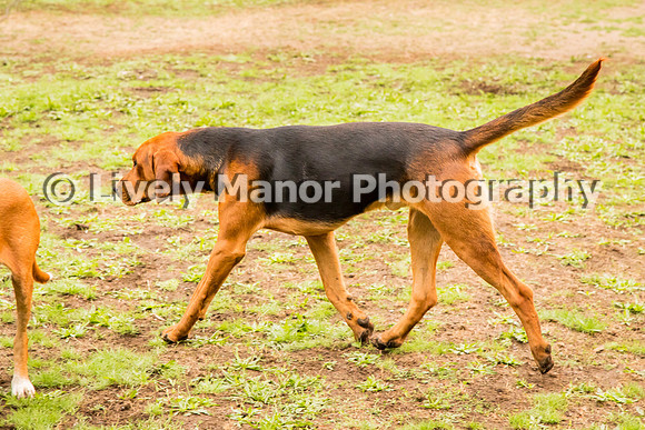 Hounds_0342