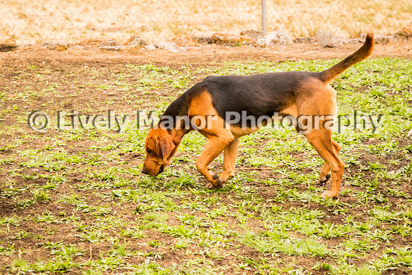 Hounds_0343