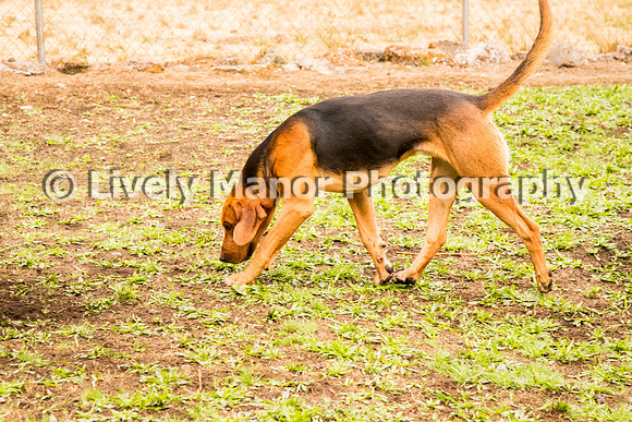 Hounds_0344