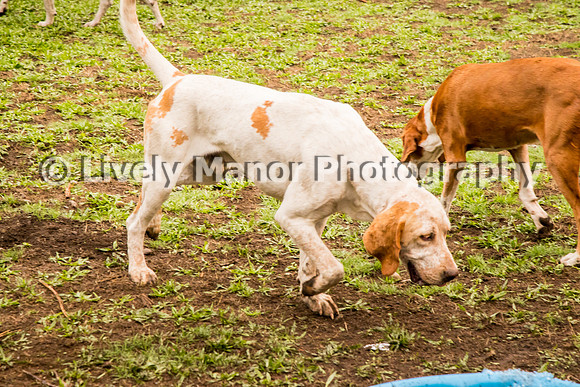 Hounds_0346