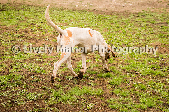 Hounds_0348