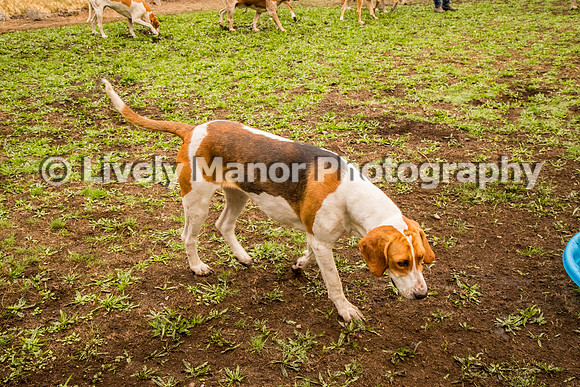 Hounds_0349