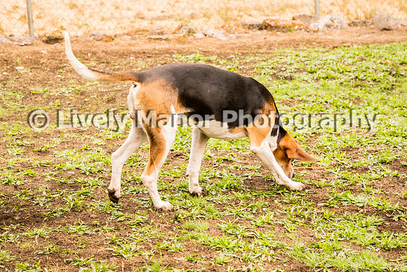 Hounds_0352