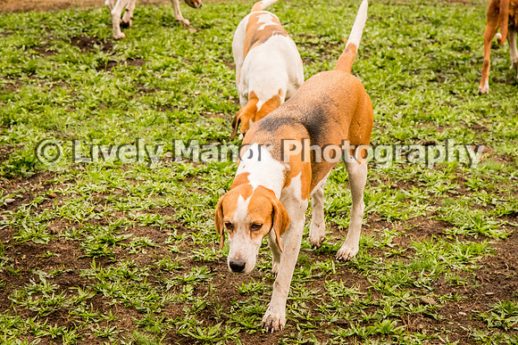 Hounds_0354
