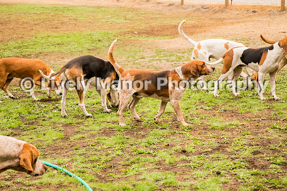 Hounds_0355
