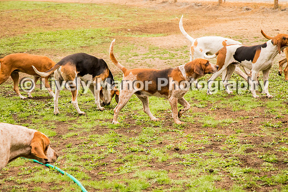 Hounds_0356