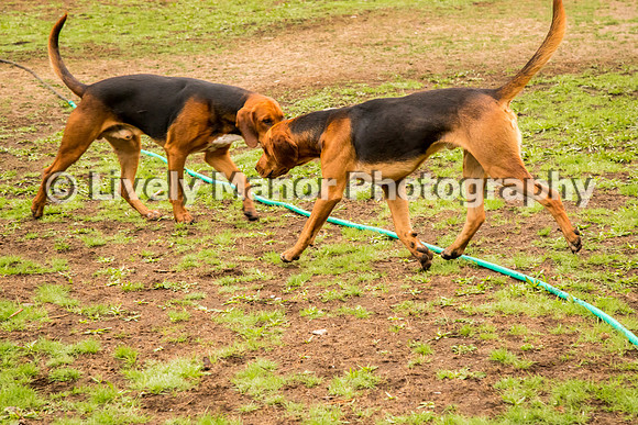 Hounds_0362